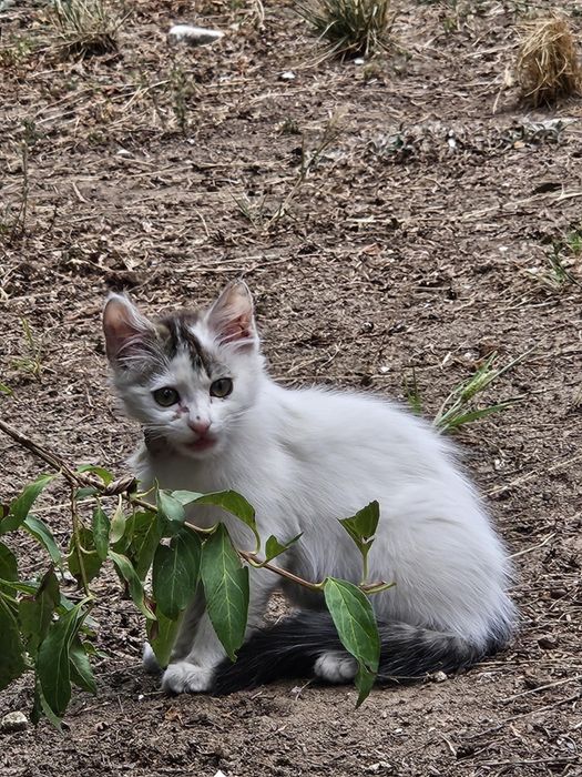 Сладко женско коте Роузи търси дом