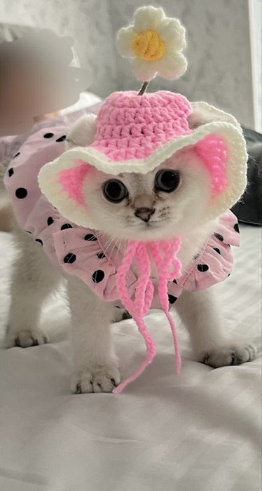 Котенок 2 месячный scotish fold