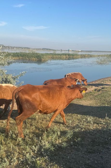 Продам 2 молодые коровы