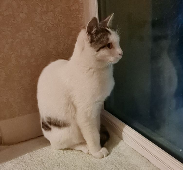 Отдам кота в добрые руки