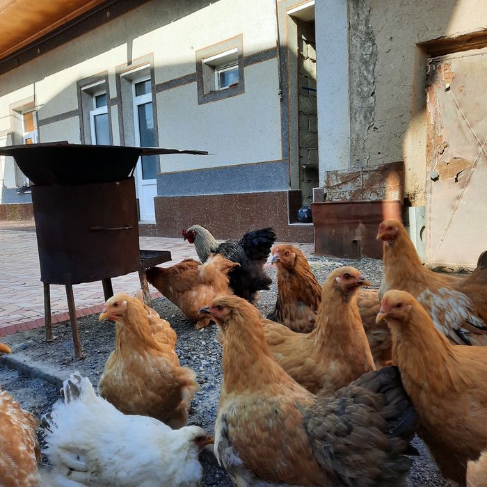 Брама тухумлари бор