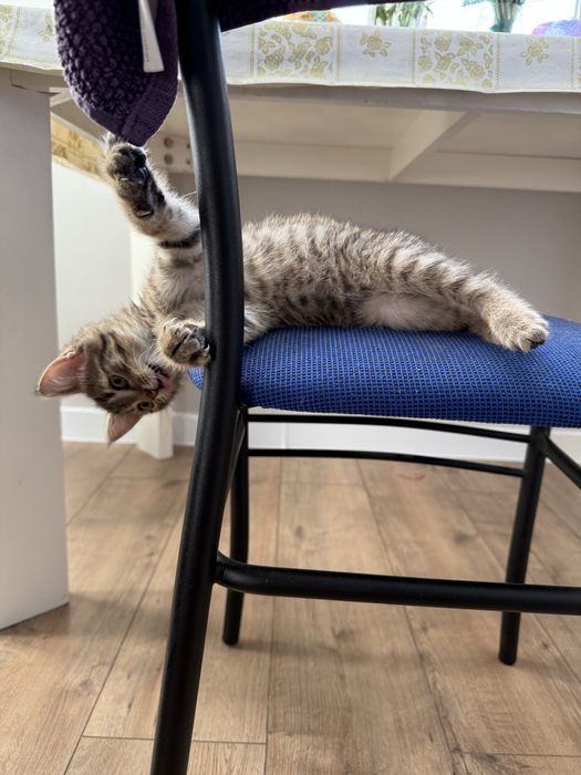 Отдам котенка девочка игривая