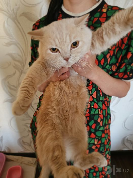 British shorthair