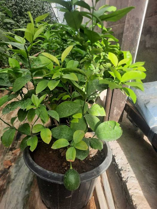 Саженцы лимон сорт МИЕР 1,5-2 года