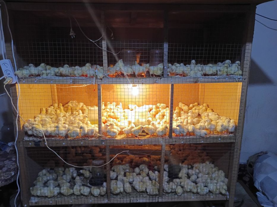 Адлер жужалари сотувда