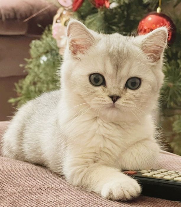 Британские котята