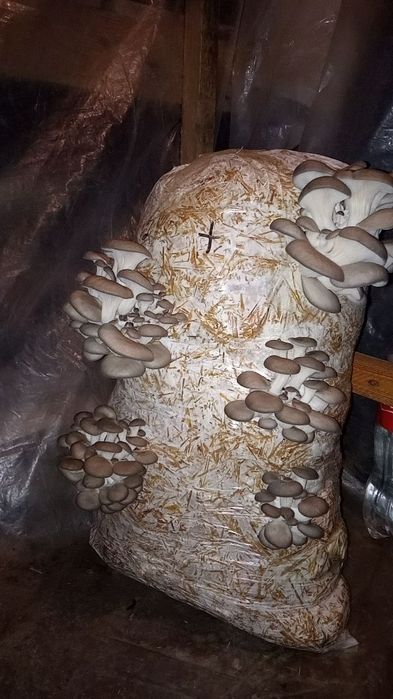 Вешинки Грибы КА 17 , NK35, Шанхай Семена