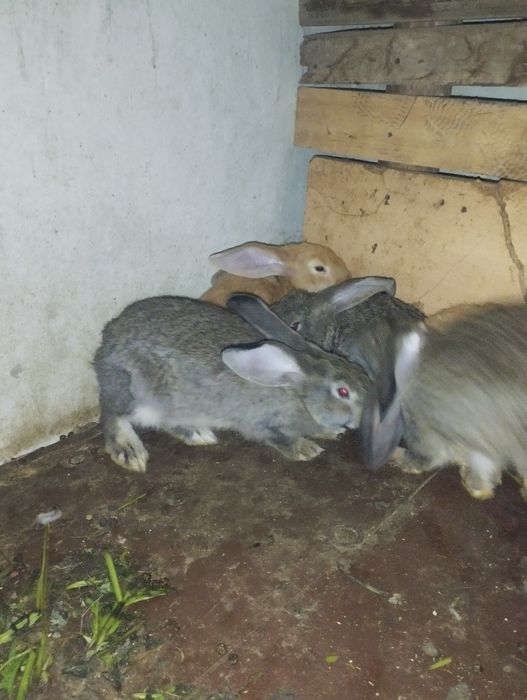 Flandir quyon bolalari 3 yarim oylik