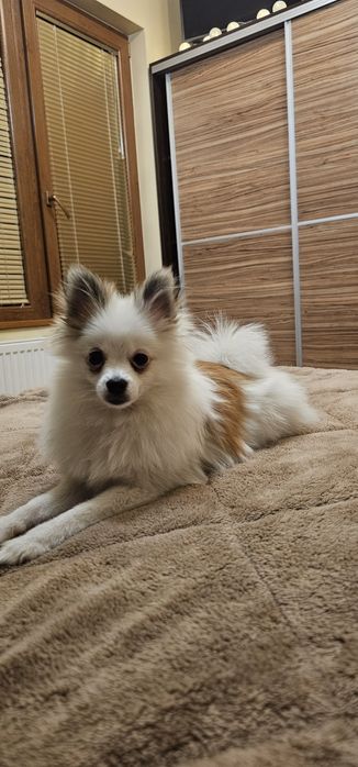 Померан/шпиц 6месеца