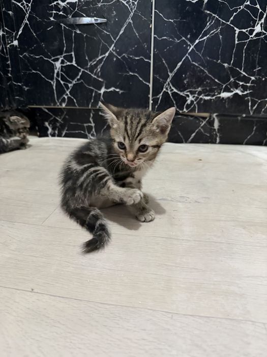 Шотланскийе котята