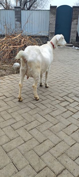Продам козу первокотку.