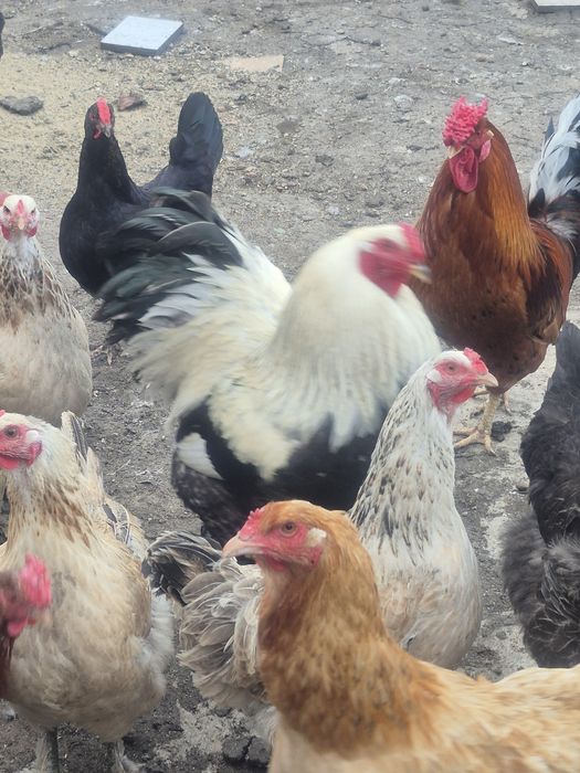 Продам домашних петухов