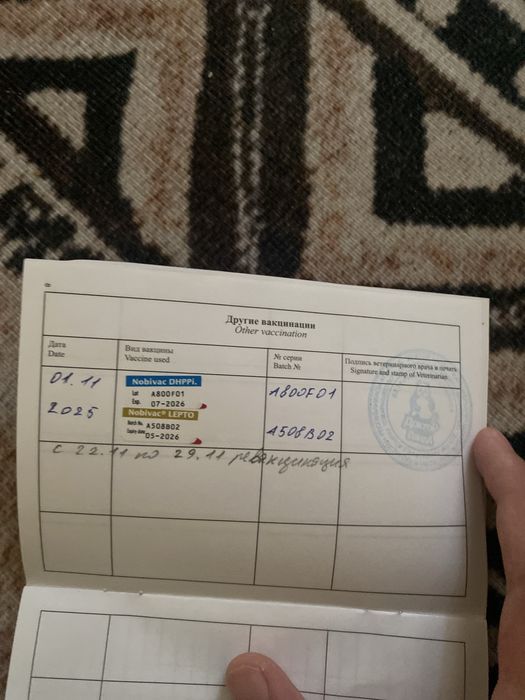 Сабака ит пидбуль