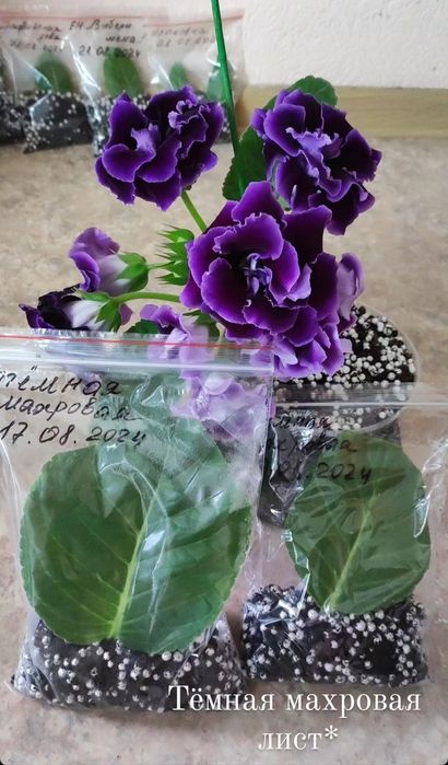 Глоксиния комнатное растение