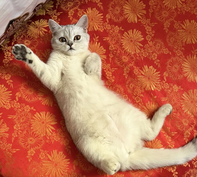 Котенок-девочка 4 месяца серебристая шиншилла