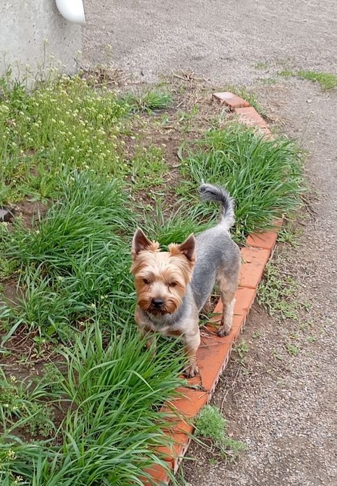 Кобель ищет подругу для вязки