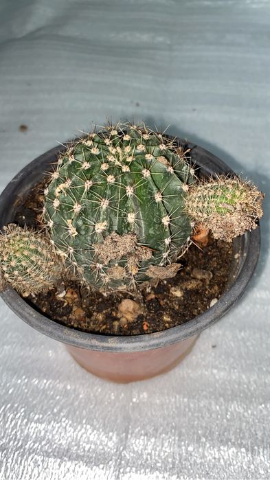 кактусы разные по 500 тенге