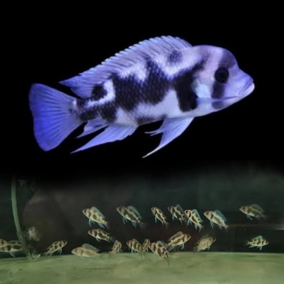 Фронтоза Черная вдова