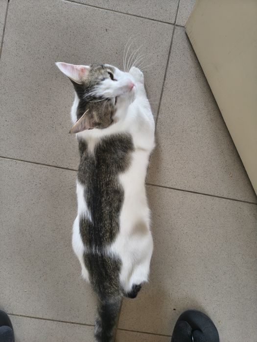 Pisicute pentru ADOPTIE