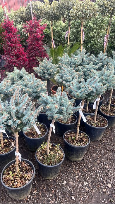 Plante ornamentale de orice specie si dimensiune livram oriunde in tar