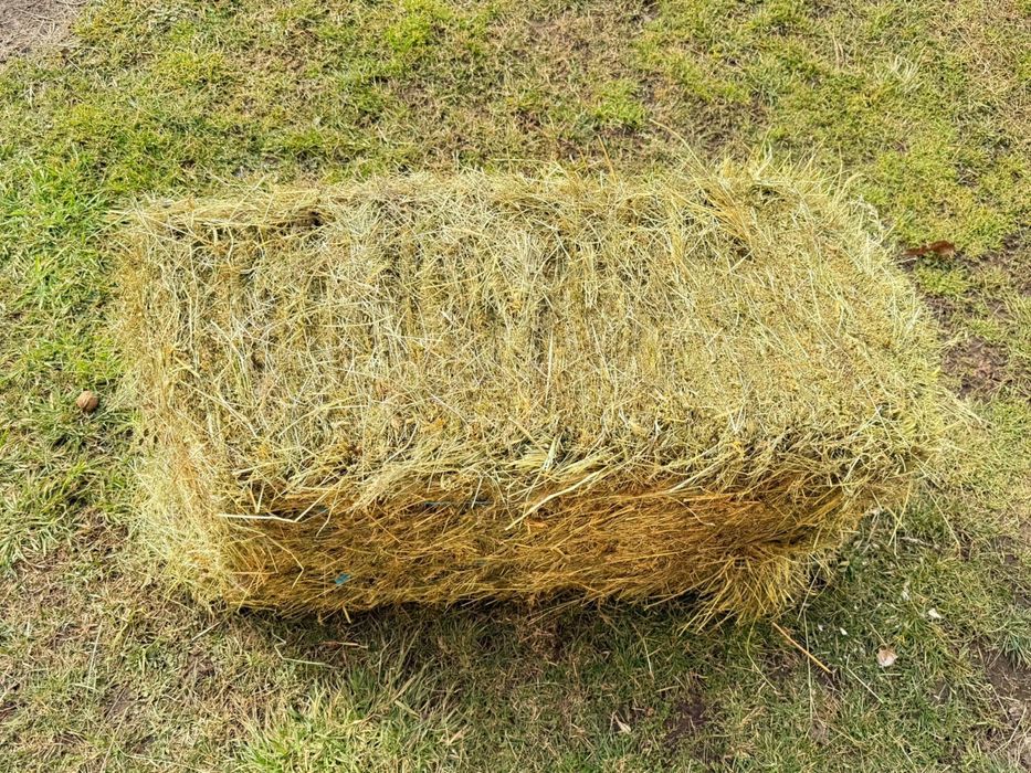 De vanzare baloti timotei/fan