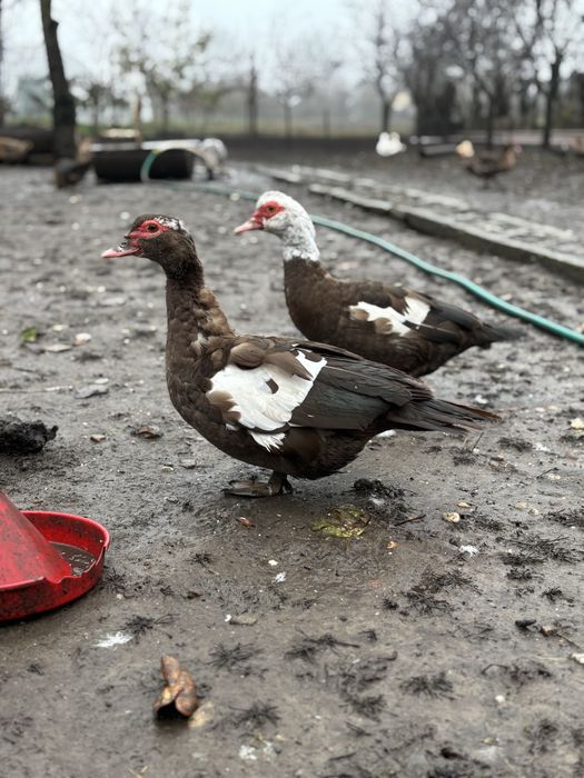 Familie rate lesesti ciocolatii