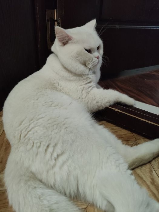 Скоттиш страйт кот на вязку