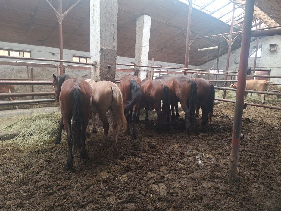 De vanzare 7 armăsari