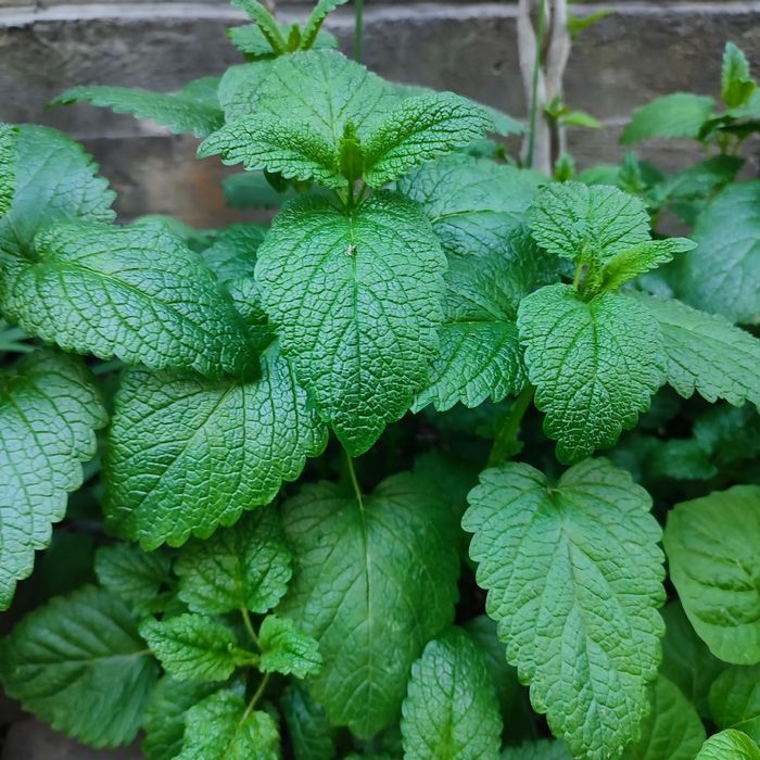 Цветы садовые многолетние