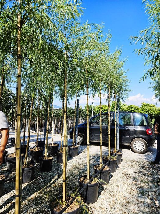 catalpa  globular  salcie