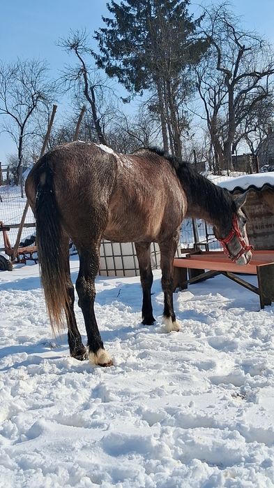 Vând  iapă tânără