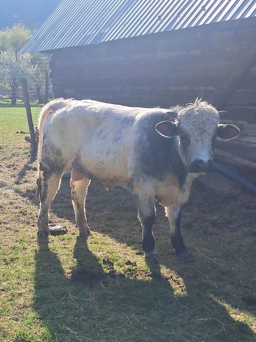 Vând 2 tauri bălțat romanesc și belgian