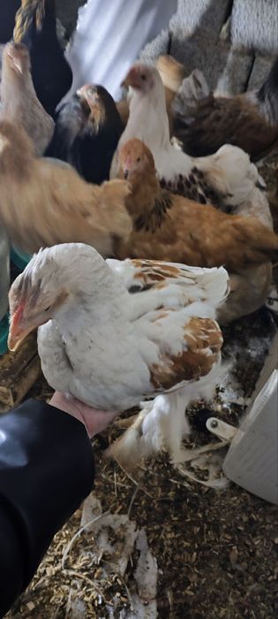 Брамма белый золото