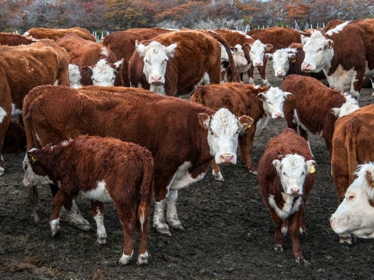 Крс сатылымда,45бас