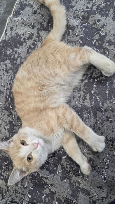 Котенок рыжий денежный игривый