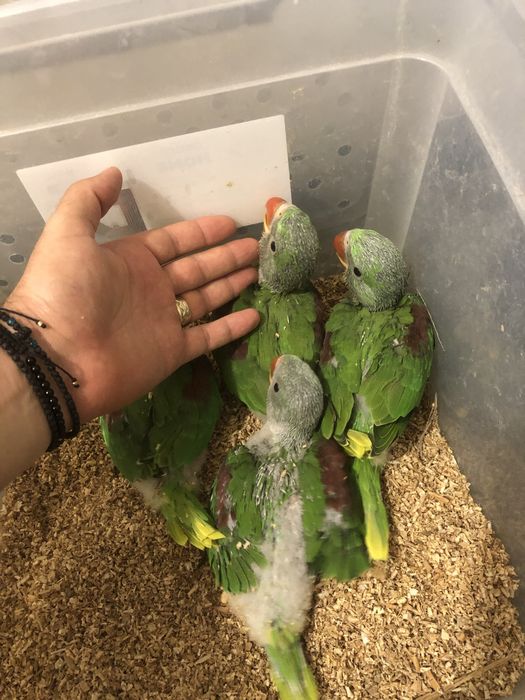 Pui blanzi 2025 papagali Marele Alexandru Alexander