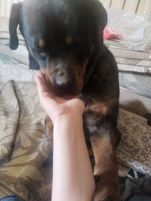 Ротвейлер   щенок