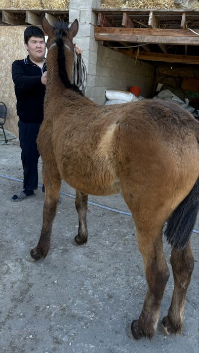 Полукров еркек тай