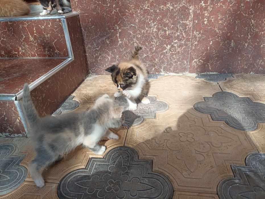 Продается кошки британский короткий шерстяная голубоглазые