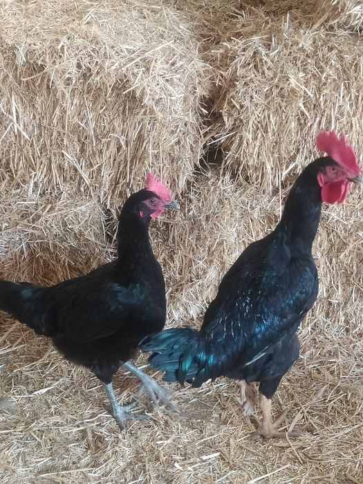 Toza shalpang para sotiladi