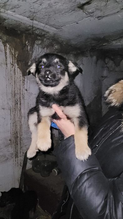 Классные щенки ищут дом и доброго хозяина