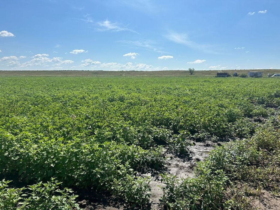 Продам крестьянское хозяйство