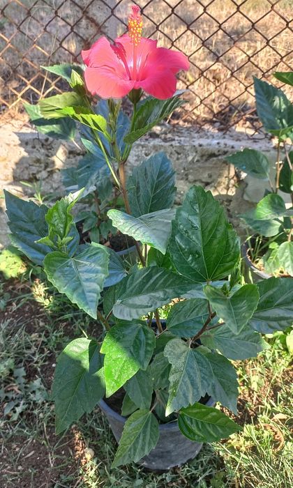 Яркочервени китайски рози- 2 броя