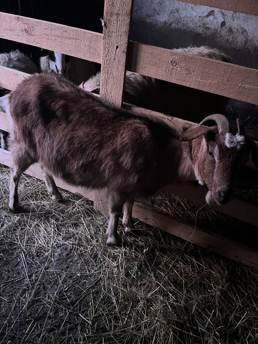 Vand capră tânără (mioară)