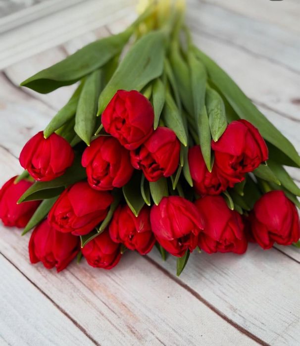 Тюльпан цветы Алматы 8 марта. Роза цветы.