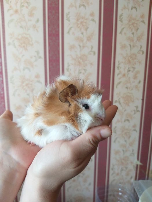 Морские свинки резетчатые