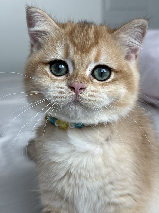 Fetita superba british shorthair golden chinchilla. Pedigree WCF