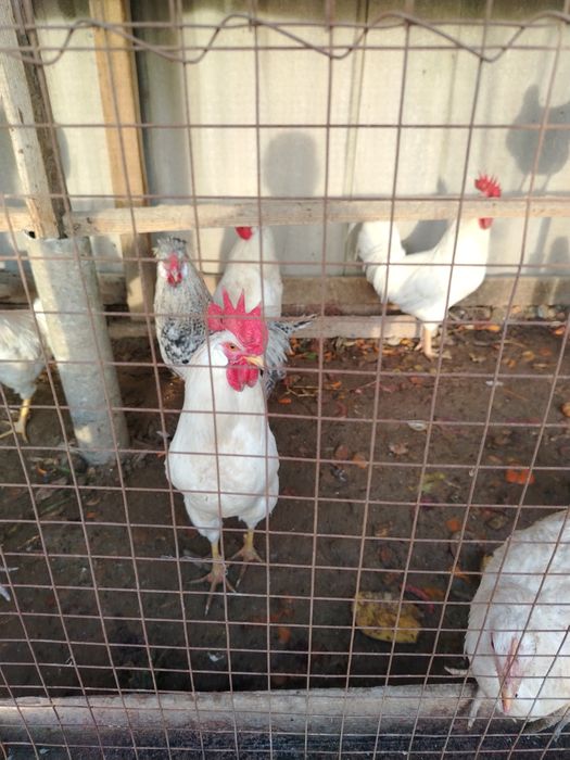 Қораздар сатылады