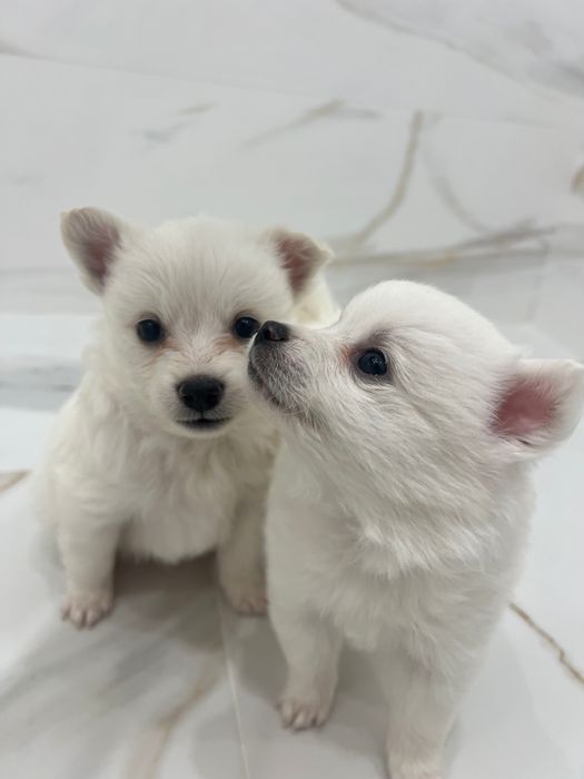 Кученца порода померан-шпиц