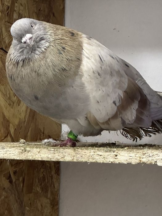 Никалаевские бабачки  бескружные